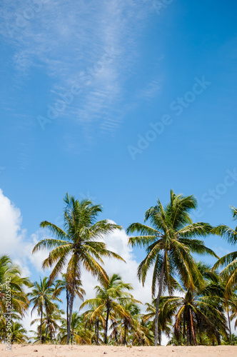 As belas palmeiras no litoral brasileiro