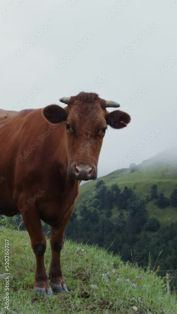 Mountain cows graze on a green lawn among the mountain peaks Mountain cows graze on a green lawn among the mountain peaks