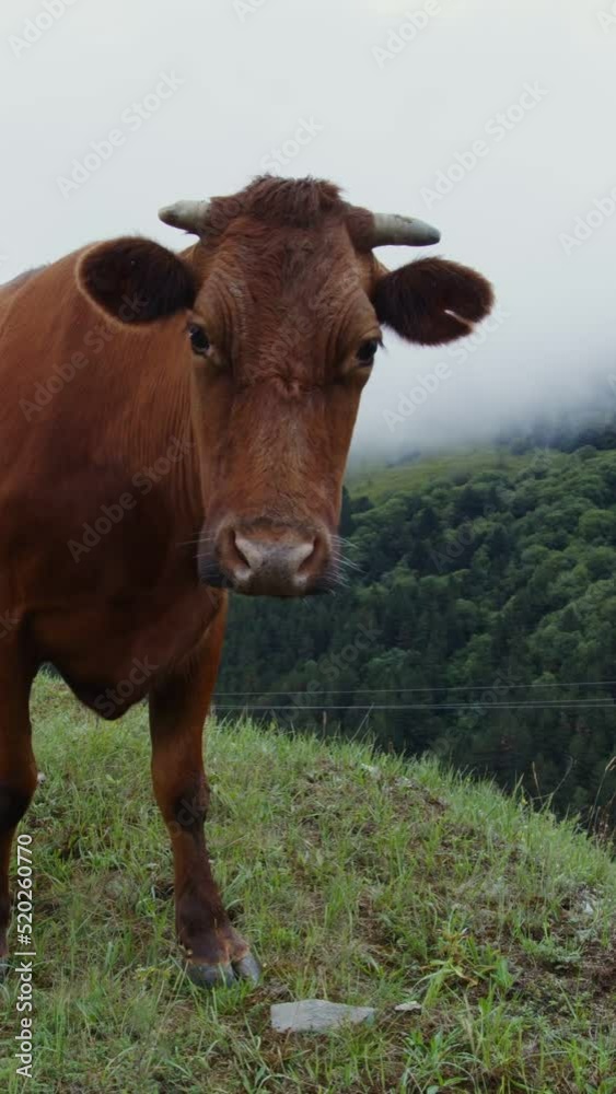 Mountain cows graze on a green lawn among the mountain peaks Mountain cows graze on a green lawn among the mountain peaks