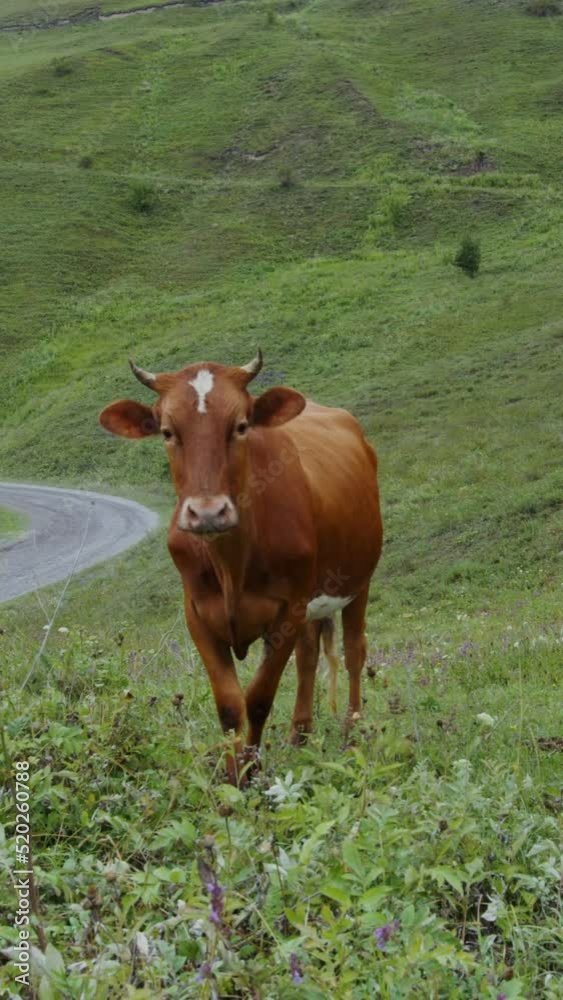 Mountain cows graze on a green lawn among the mountain peaks Mountain cows graze on a green lawn among the mountain peaks