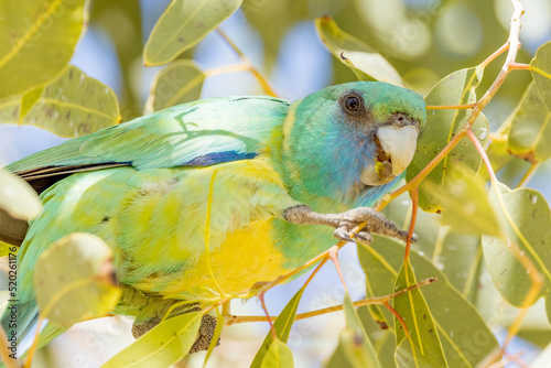 Cloncurry Buln Buln Ringneck in Queensland Australia photo