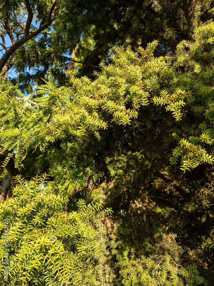 Fototapeta premium Totara Tree Leaves in New Zealand