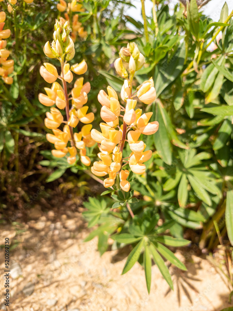 Yellow Bush Lupine Flowers in New Zealand Yellow Bush Lupine Flowers in New Zealand