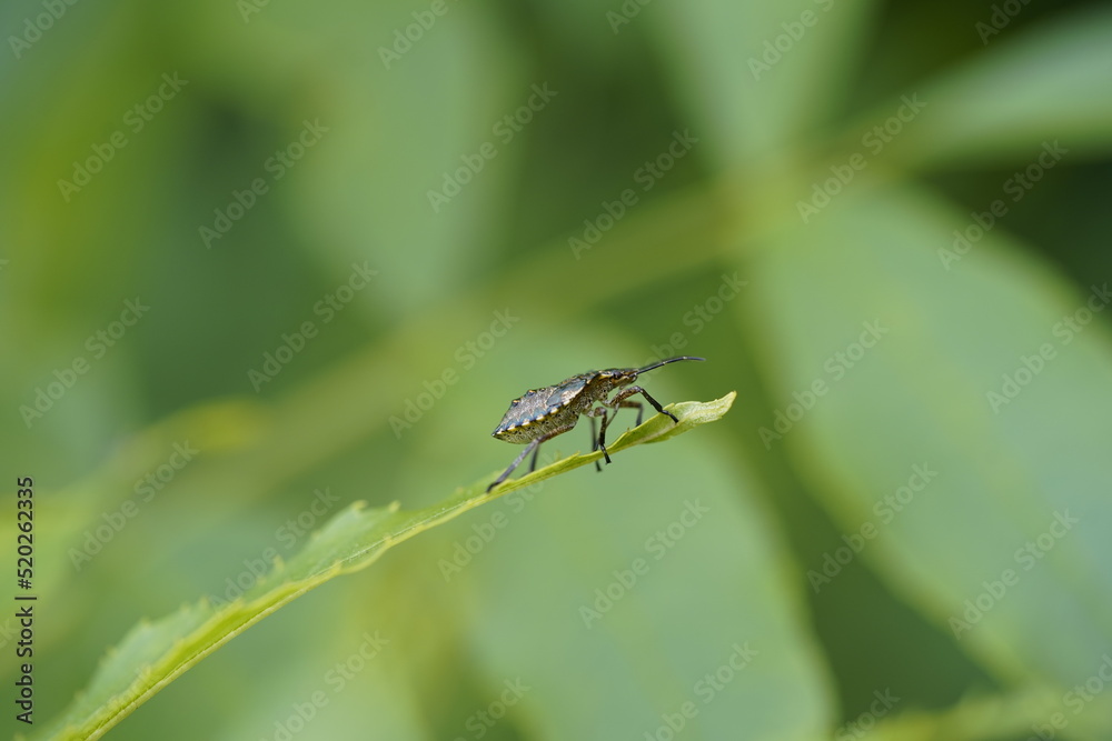 Wanze bug käfer kaefer Hemiptera Wanze bug käfer kaefer Hemiptera