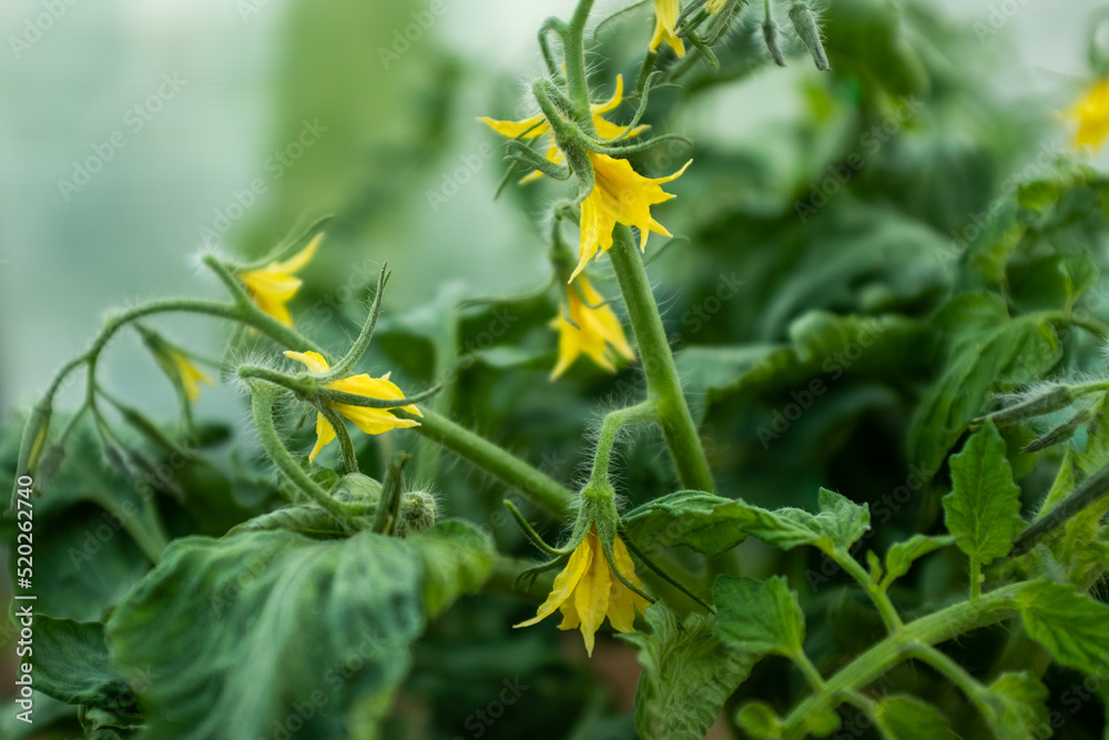 Blooming yellow tomato flowers, close up. Among the green leaves yellow tomato flowers with long thin petals blossomed. A bloom tomato flowers for publication, poster, screensaver, wallpaper, postcard Blooming yellow tomato flowers, close up. Among the green leaves yellow tomato flowers with long thin petals blossomed. A bloom tomato flowers for publication, poster, screensaver, wallpaper, postcard