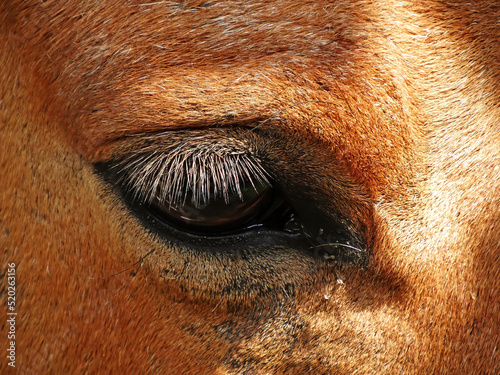 Wild Horse Equus przewalskii caballus, Equus ferus przewalskii