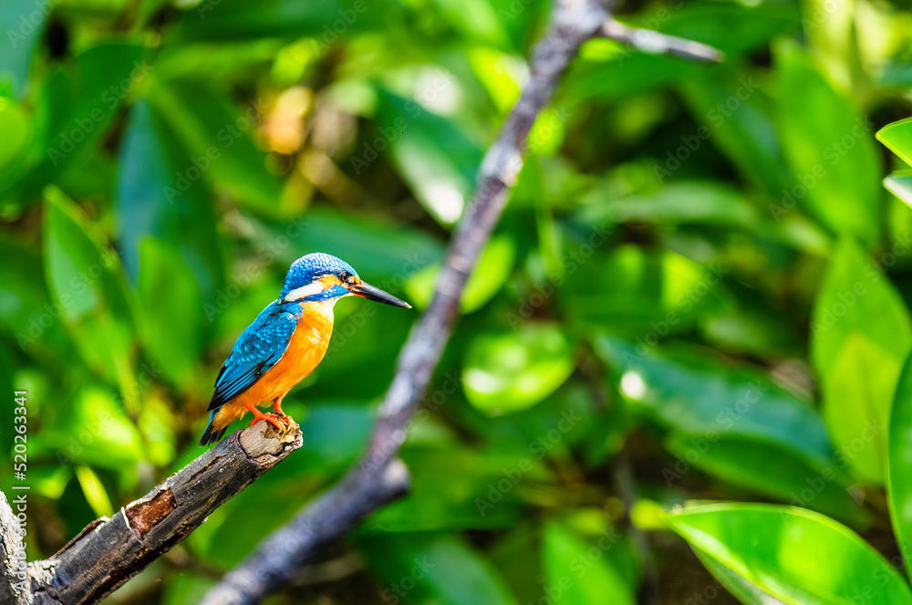 Kingfisher bird resting on a branch hunting fish in Sri Lanka summer weathe Kingfisher bird resting on a branch hunting fish in Sri Lanka summer weathe
