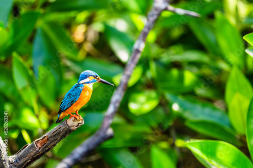 Kingfisher bird resting on a branch hunting fish in Sri Lanka summer weathe