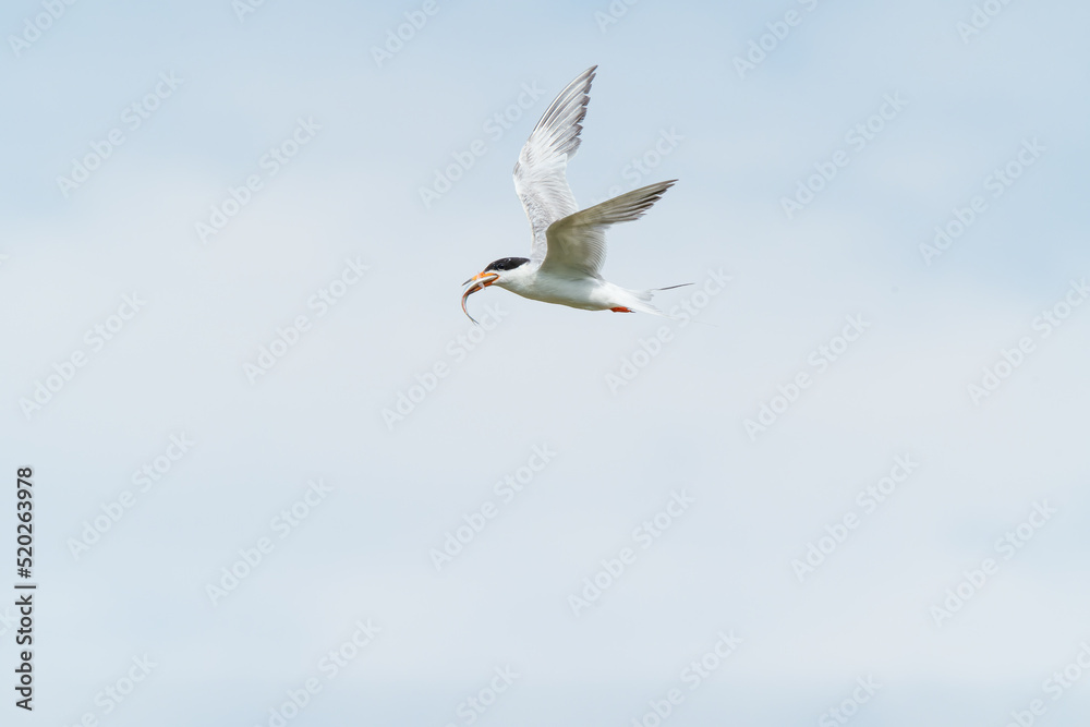 Obraz premium tern flying in the sky with fish in mouth