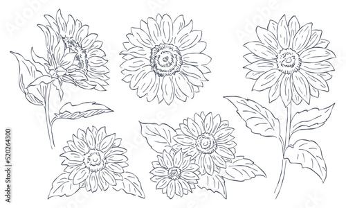 向日葵のイラスト素材セット, 手描きの線画, 花の挿絵要素, ベクターデータ.