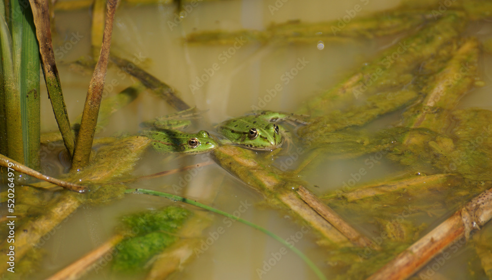 Fotka „Zwei grüne Frösche (Wasserfrösche) in einem trüben Teich. Dieser