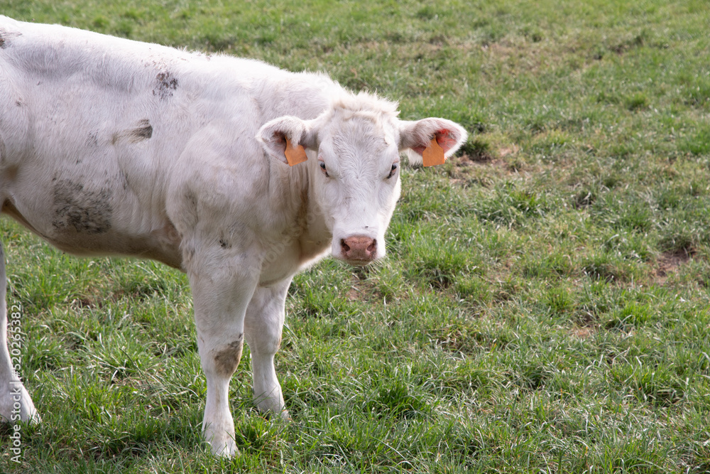 a beautiful white cow graze in a corral on green grass in a countryside