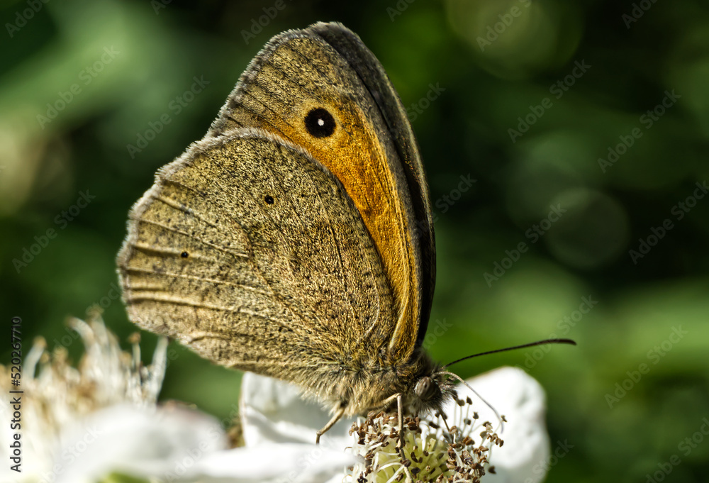 Fototapeta premium Großes Ochsenauge
