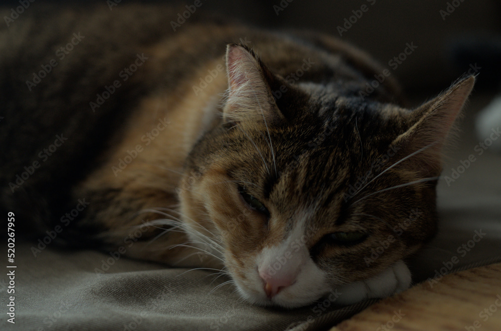 Kot śpiący na kanapie - obrazy, fototapety, plakaty 