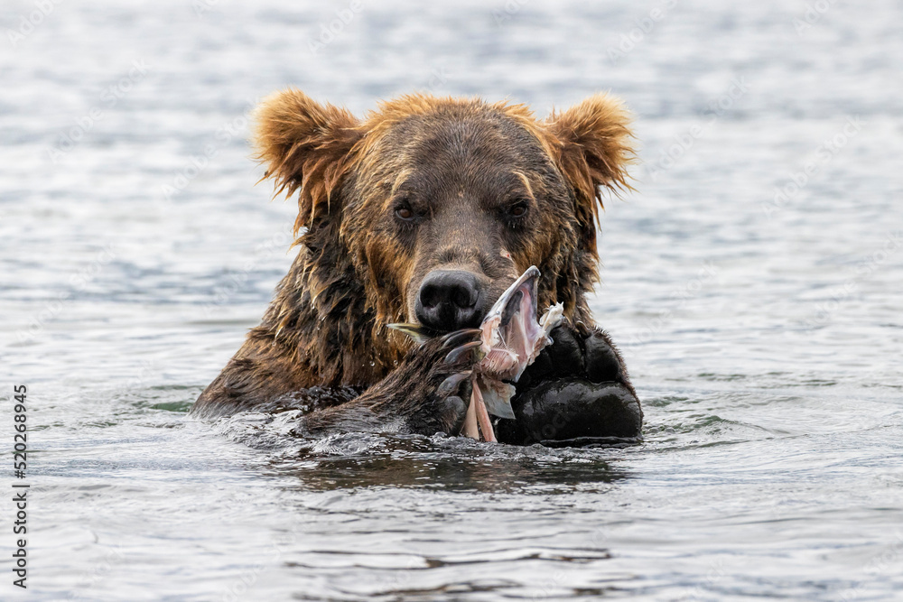 Brown bear in water eating a salmon Brown bear in water eating a salmon