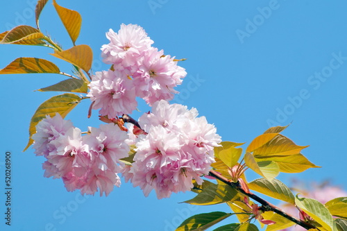 Light pink-lilac inflorescences of Japanese sakura against the blue sky on a branch are photographed close-up, macro photography