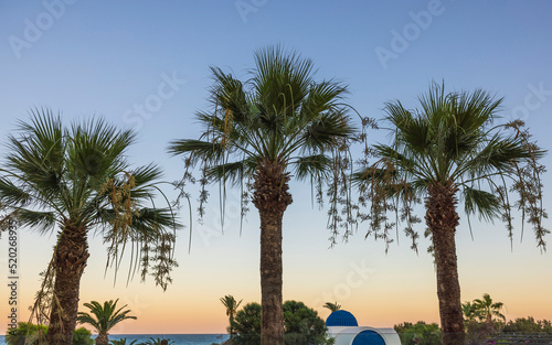 Fototapeta Naklejka Na Ścianę i Meble -  Beautiful view of palm trees against blue sea at sunset. Rhodes. Greece.