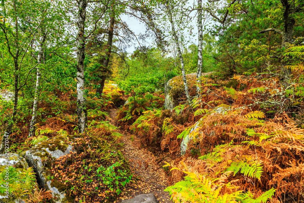 Rocks and Forest Rocks and Forest
