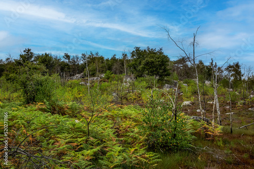 Rocks and Forest