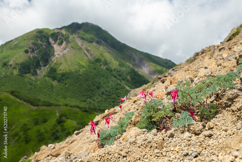 日光前白根山のコマクサと奥白根山 photo