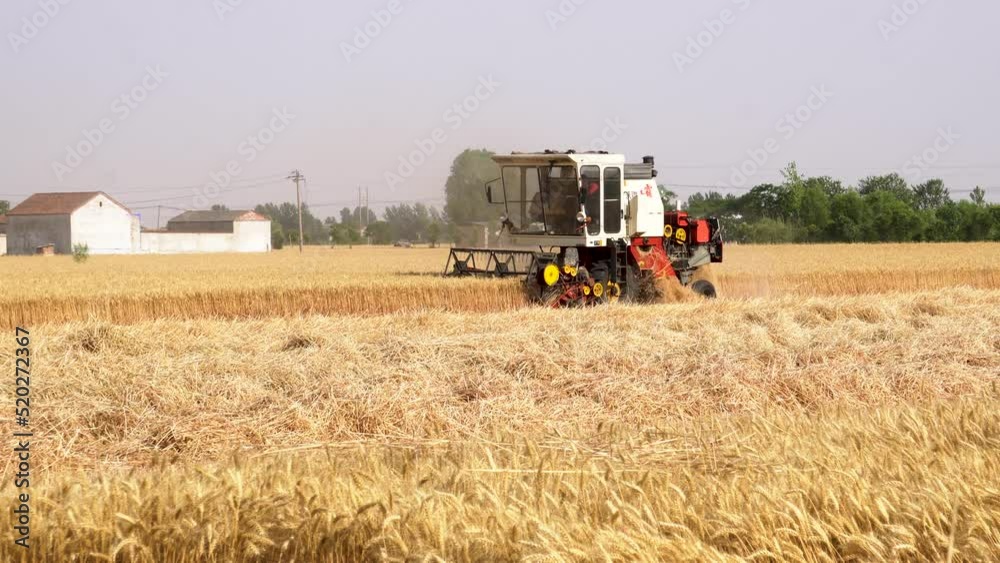 Combine harvester harvesting ripe wheat Combine harvester harvesting ripe wheat
