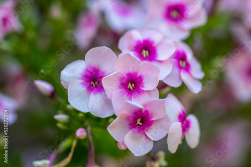 close up of a purple phlox flower © Elizabeth C. Waters
