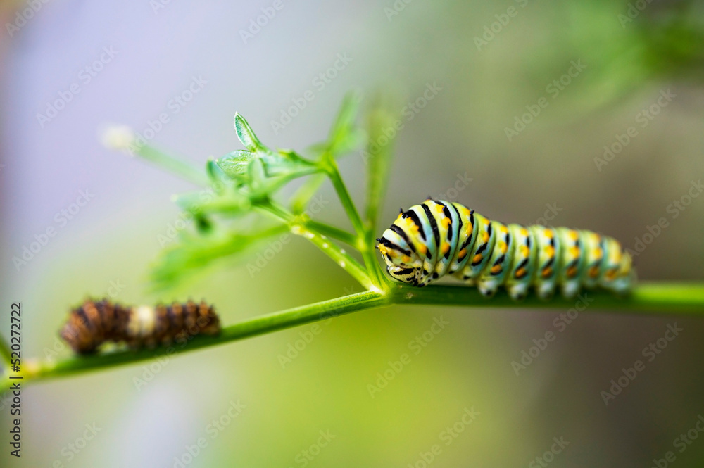 black swallowtail caterpillar on a parsley leaf