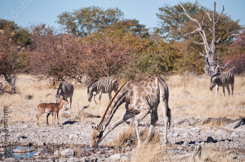 Giraffe drinking at the waterhole  Etosha National Park  Namibia