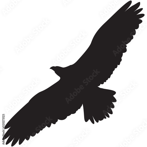 Silhouette of a hawk in flight