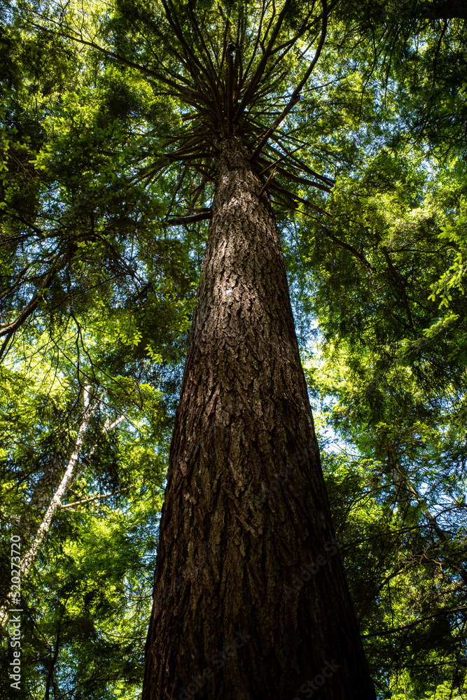 Fototapeta premium Mighty pine tree trunk seen from below towards the top in Cook Forest National Park, Pennsylvania, USA.