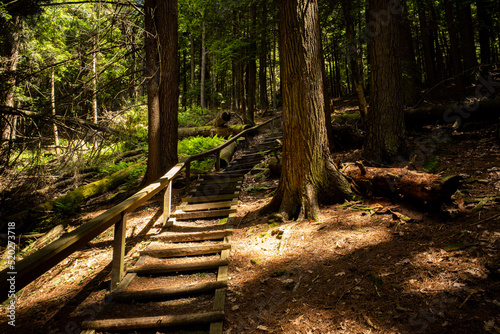 Wooden steps leading into the historic  old forest  with sun beams coming through in Cook Forest National Park  Pennsylvania  USA. 