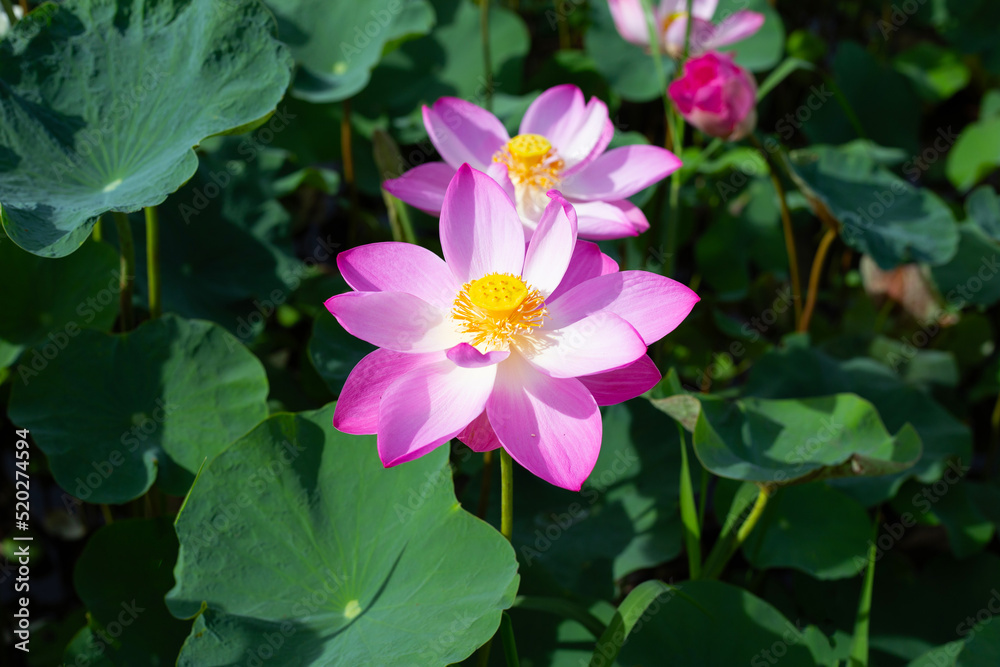 Beautiful blooming pink lotus flower with leaves, Waterlily pond Beautiful blooming pink lotus flower with leaves, Waterlily pond