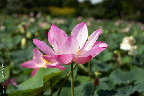 Beautiful blooming pink lotus flower with leaves  Waterlily pond