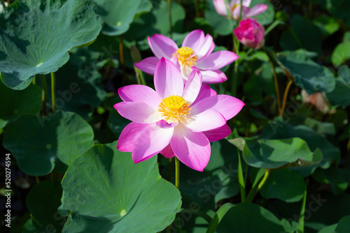 Beautiful blooming pink lotus flower with leaves  Waterlily pond