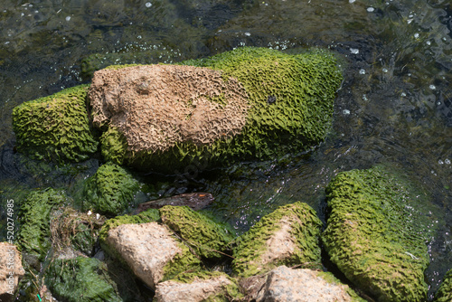 moss on stones in the lake