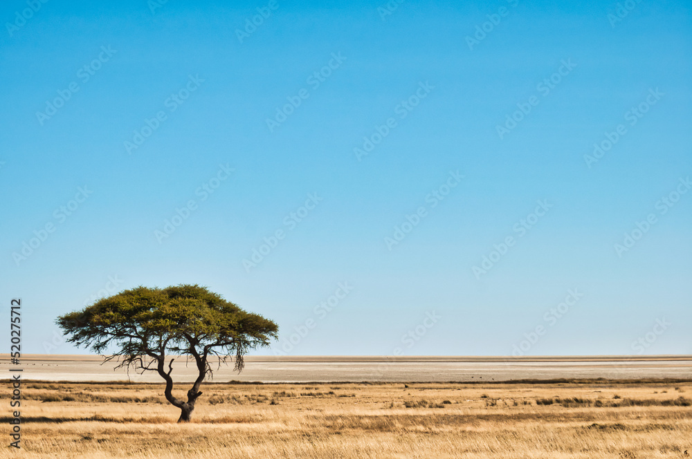 Acacia tree, Etosha National Park, Namibia - obrazy, fototapety, plakaty 