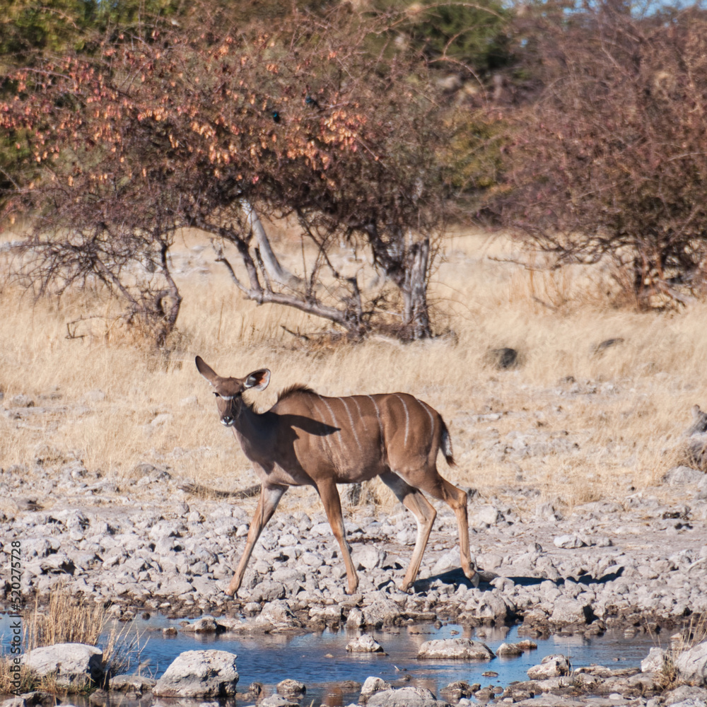 Female Kudu, Etosha National Park, Namibia Female Kudu, Etosha National Park, Namibia