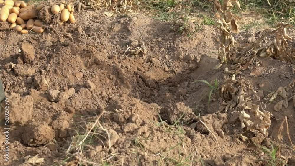 Slowmotion of bearded farmer man with hoe collecting a fresh organic potatoes harvests in the field. Male worker hoeing in agricultural farm plantation. Organic vegetables and agriculture farming.