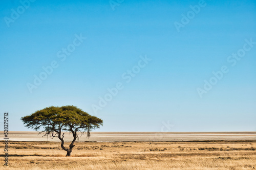Acacia tree, Etosha National Park, Namibia