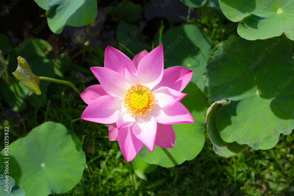 Beautiful blooming pink lotus flower with leaves, Waterlily pond Beautiful blooming pink lotus flower with leaves, Waterlily pond