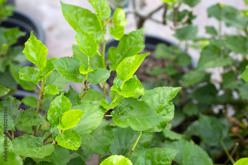 Obraz premium Fresh green leaves of mulberry tree in the garden