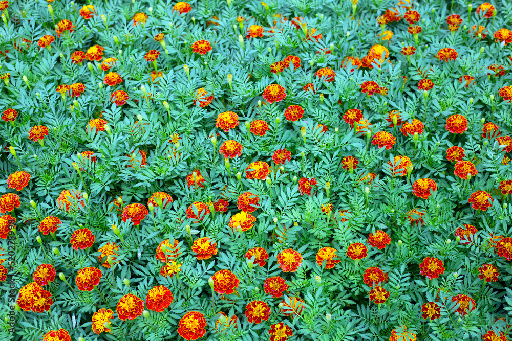 Marigold flower in the garden