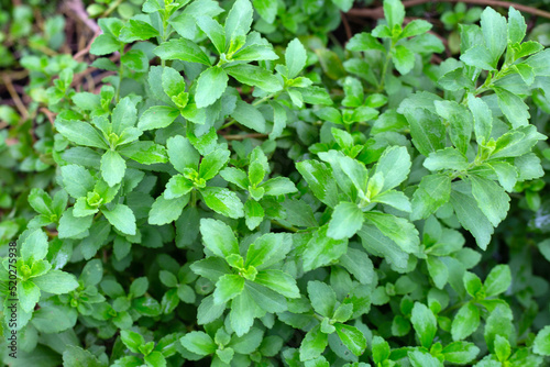 Green leaves of stevia plant