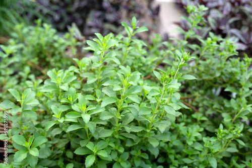Fresh green leaves of stevia plant.