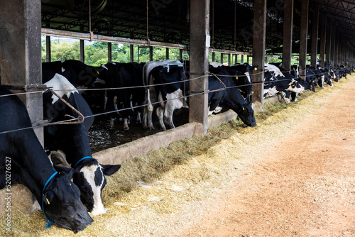 Group of black-and-white milk cows eatin feed while standing in row in modern barn on the farm in Brazil