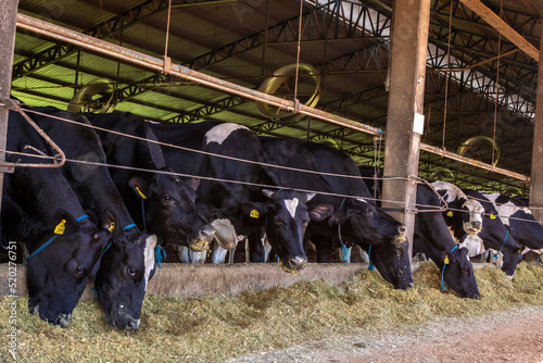 Group of black-and-white milk cows eatin feed while standing in row  in modern barn on the farm in Brazil