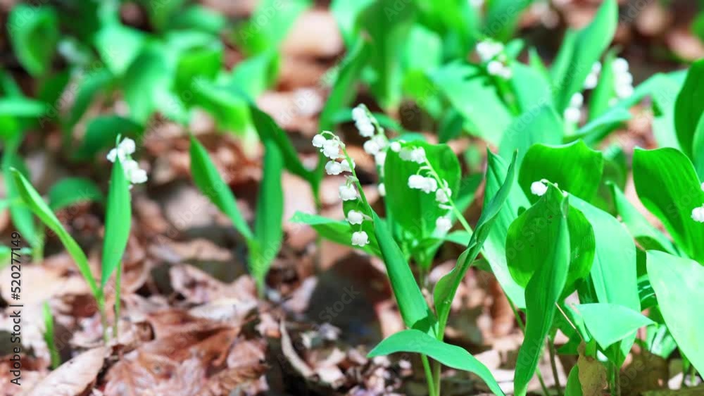 ひっそり咲く可愛いスズランの花 ひっそり咲く可愛いスズランの花