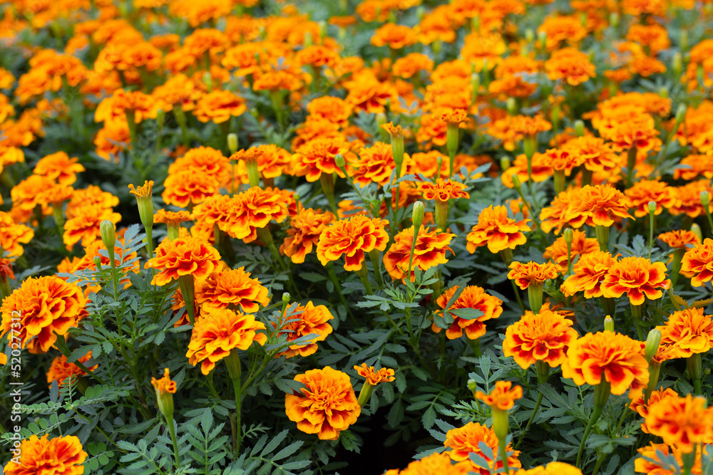 Marigold flower in the garden Marigold flower in the garden