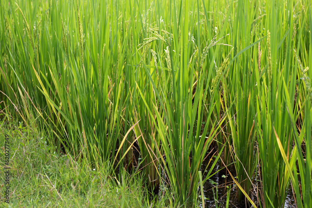 Obraz premium Rice plant in rice field.