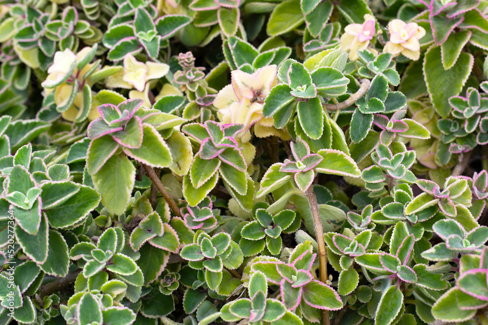 Maxican mint, Fresh colorful leaves. Coleus amboinicus Maxican mint, Fresh colorful leaves. Coleus amboinicus